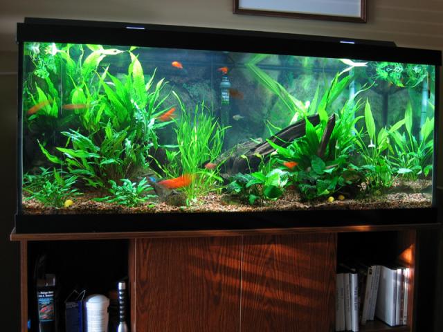 Tropical Fish Tank Decoration Ideas