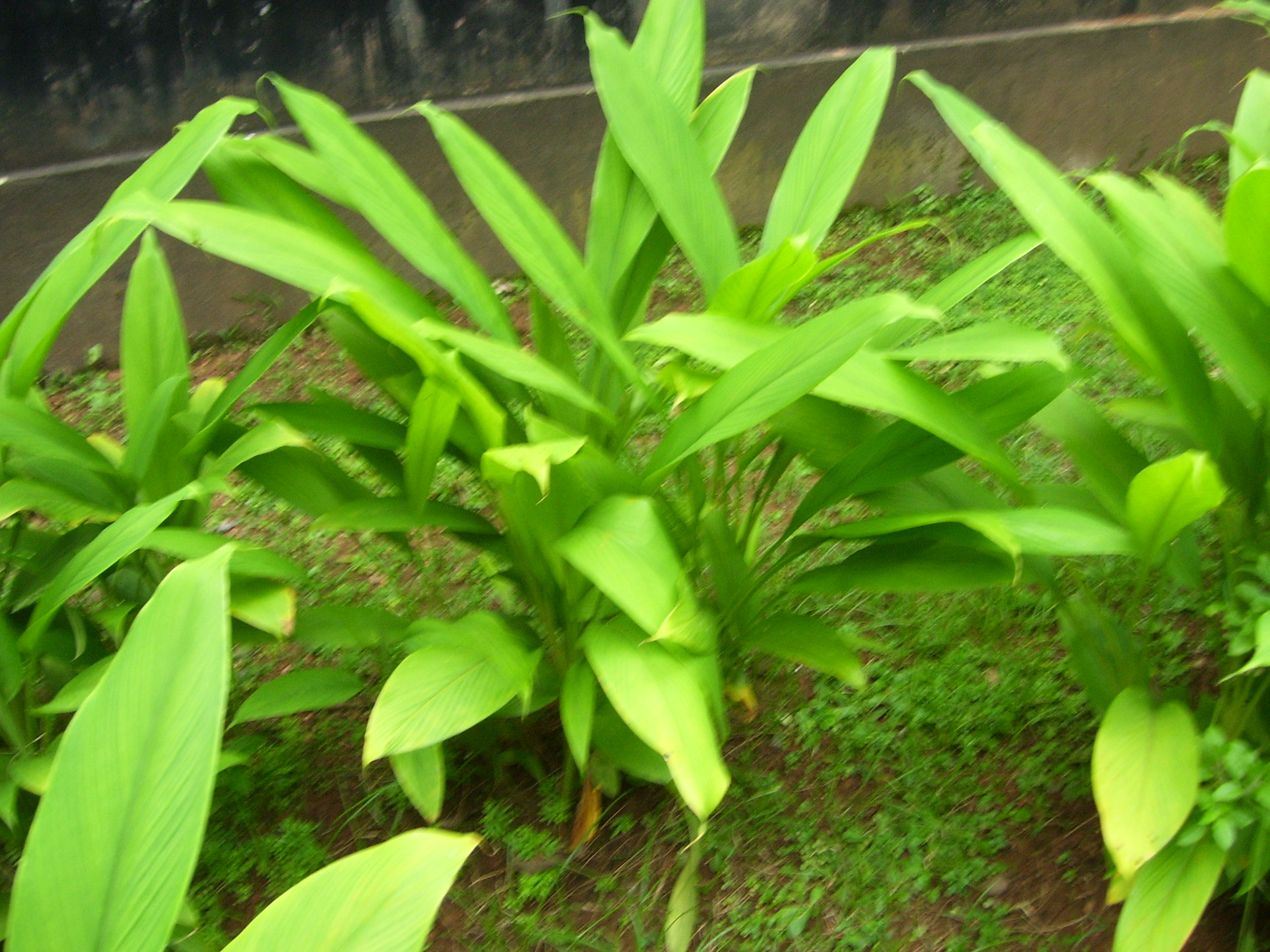 Turmeric as a Plant