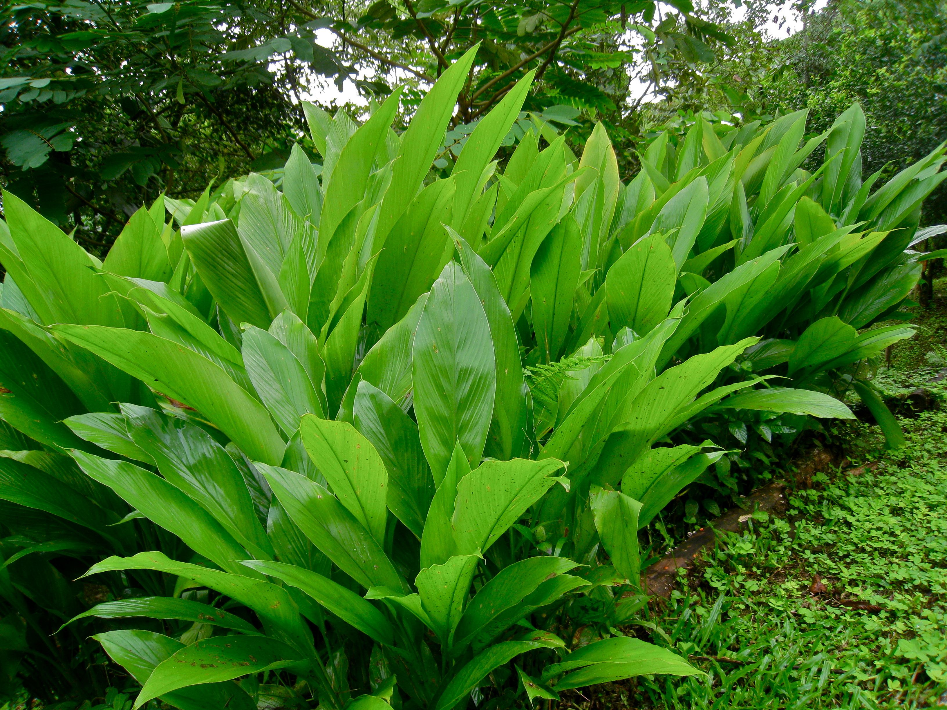 Turmeric Plant