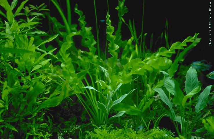 What Are Some Underwater Plants