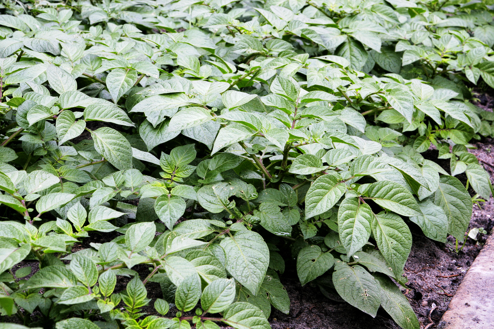 What Plants Look Like Potatoes