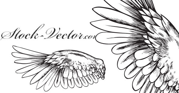 Angel Wings Vector Free