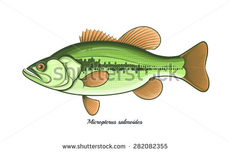 Bass Fish Outline