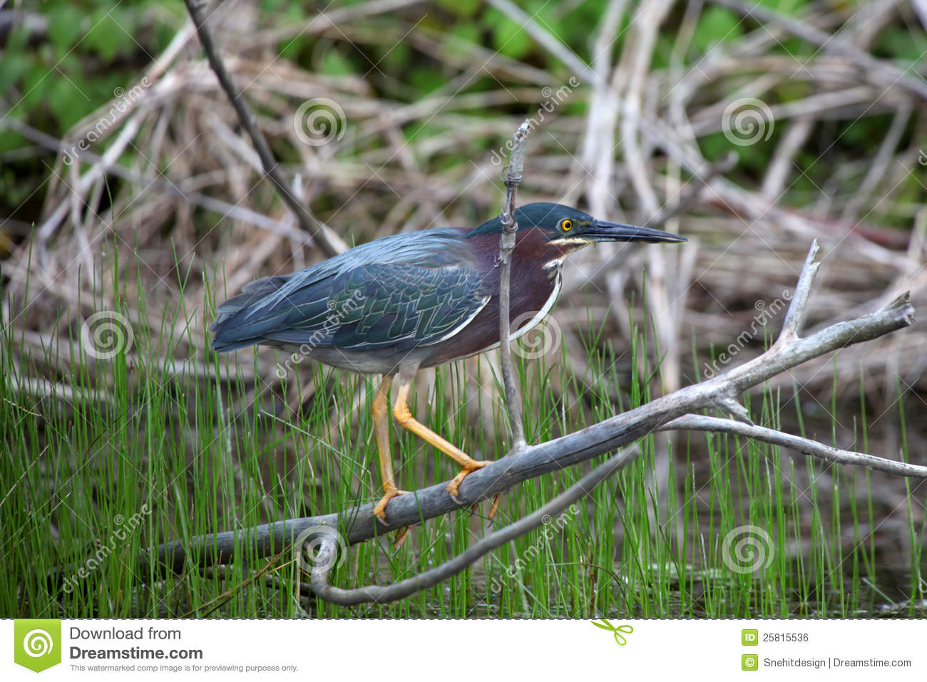 Beautiful Birds in India