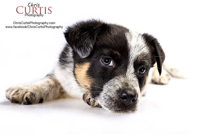 Cute Baby Texas Heeler Aussie