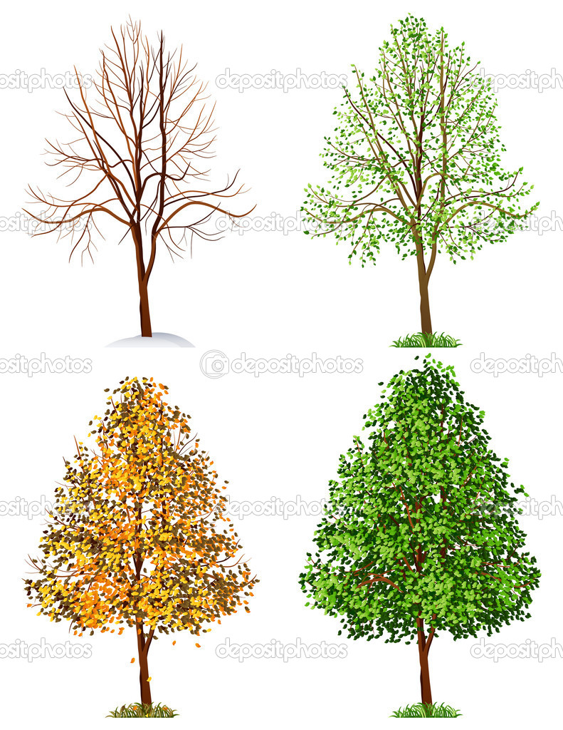 Four Seasons Tree Vector