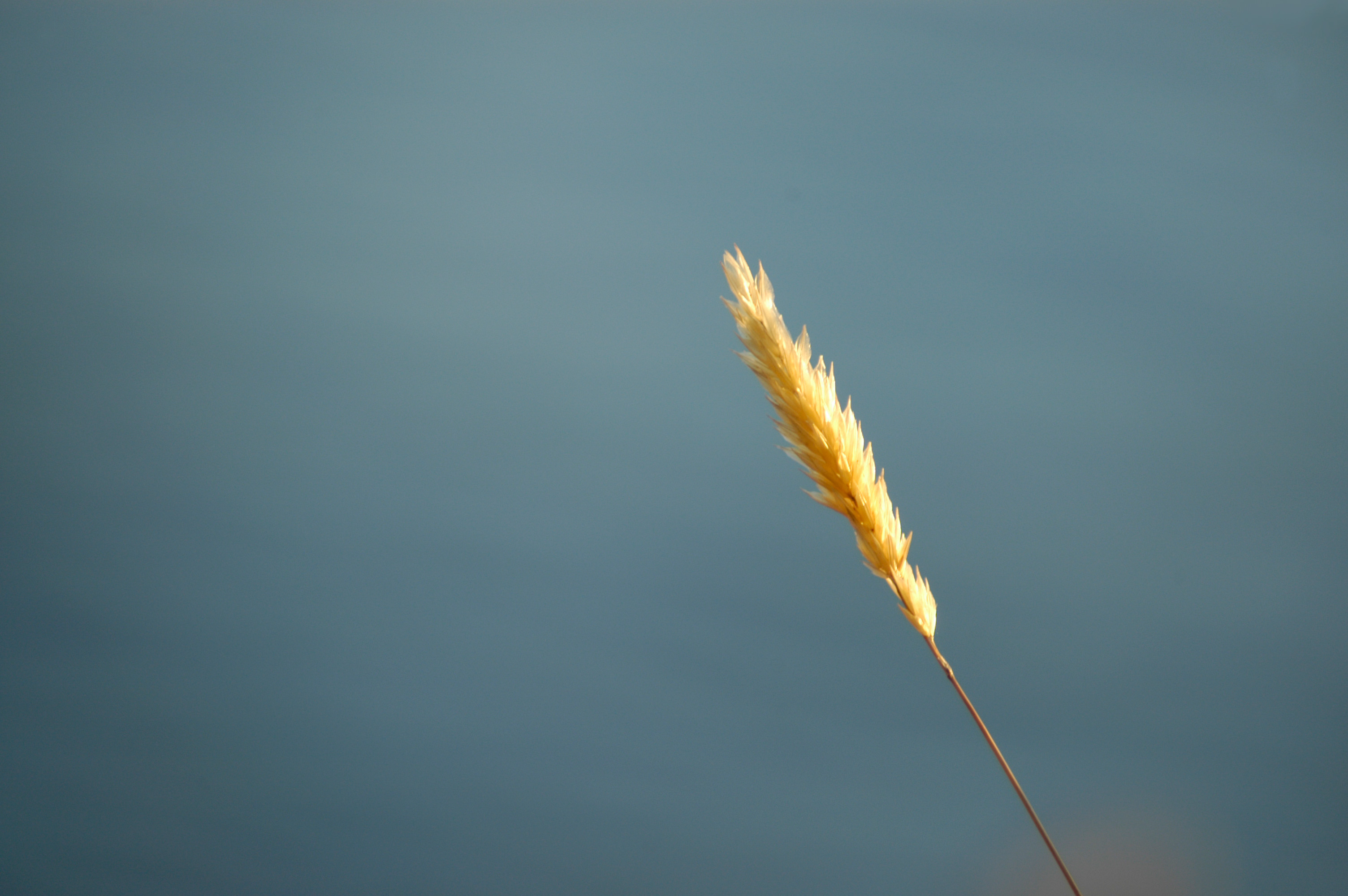 Free Stock Photography Nature Free Stock Photography Nature