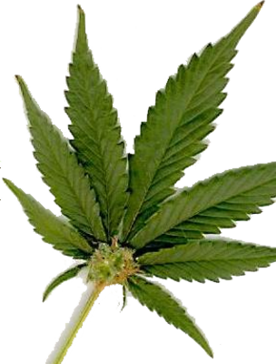 Free Weed Graphics Downloads