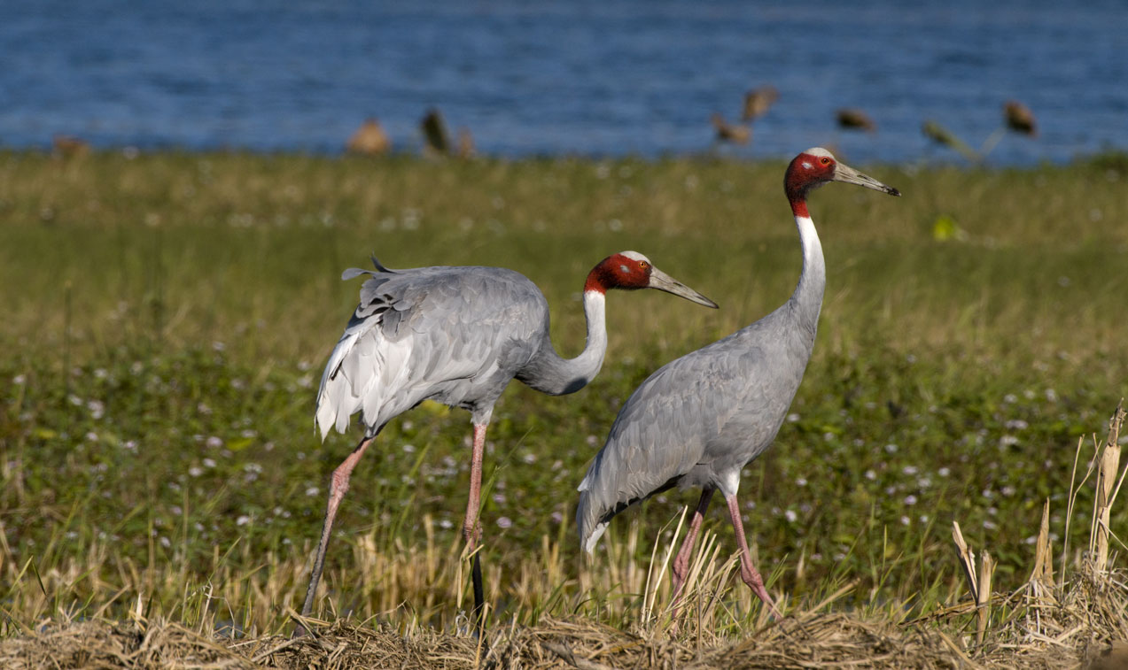 Indian Crane Bird