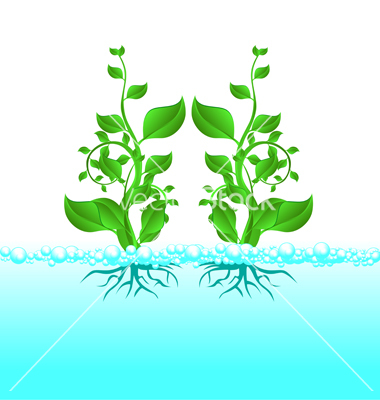 Water Plant Vector