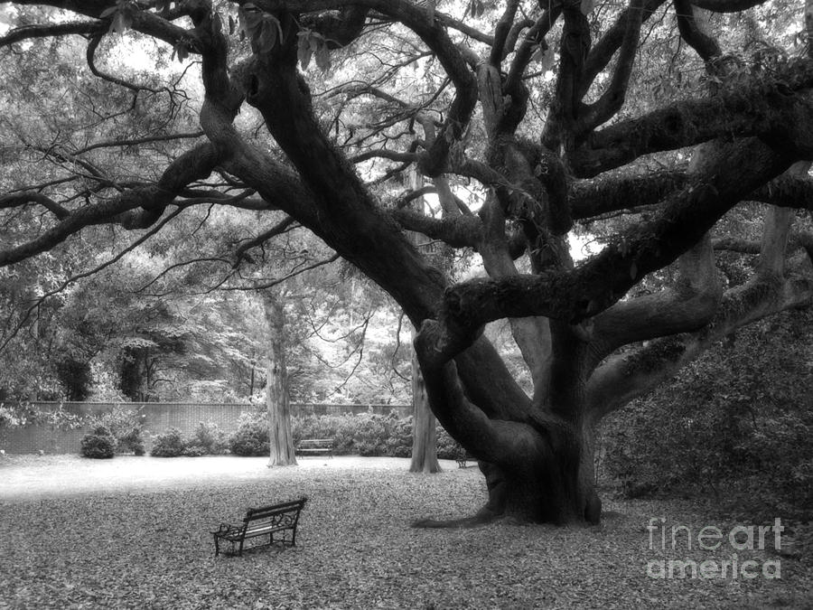 Angel Oak Tree Black and White