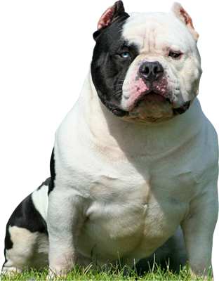Black and White American Bully