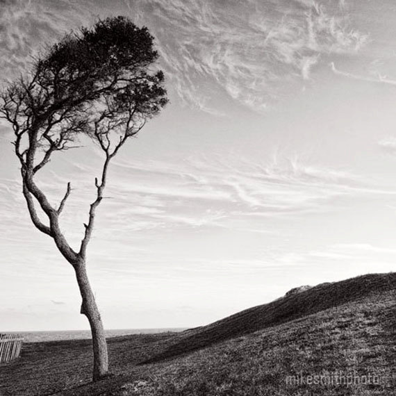 15 Photos of Oak Tree Black And White Landscape Photography