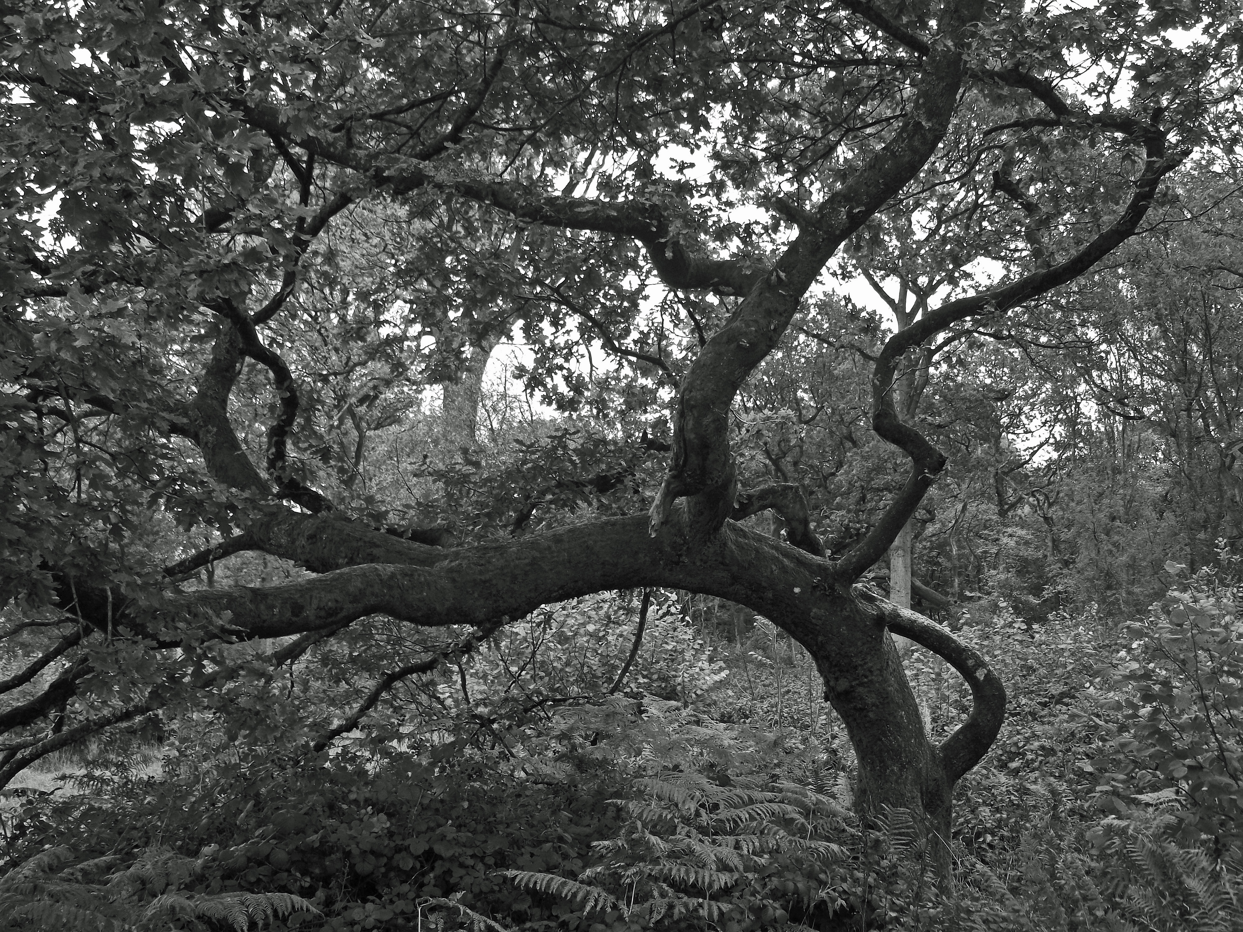 Black and White Landscape Photography Trees