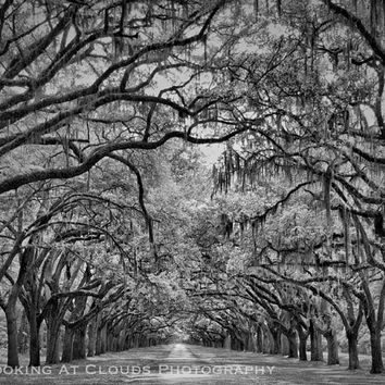 Black and White Oak Tree