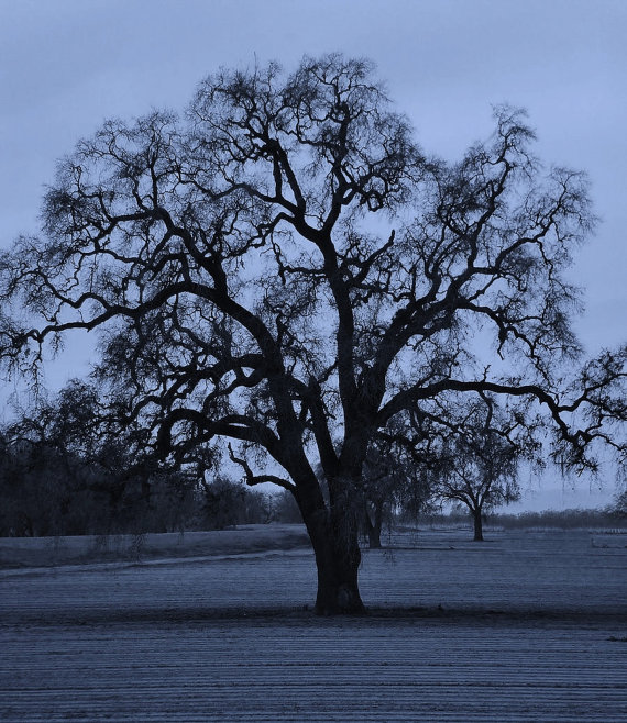 Black and White Oak Tree