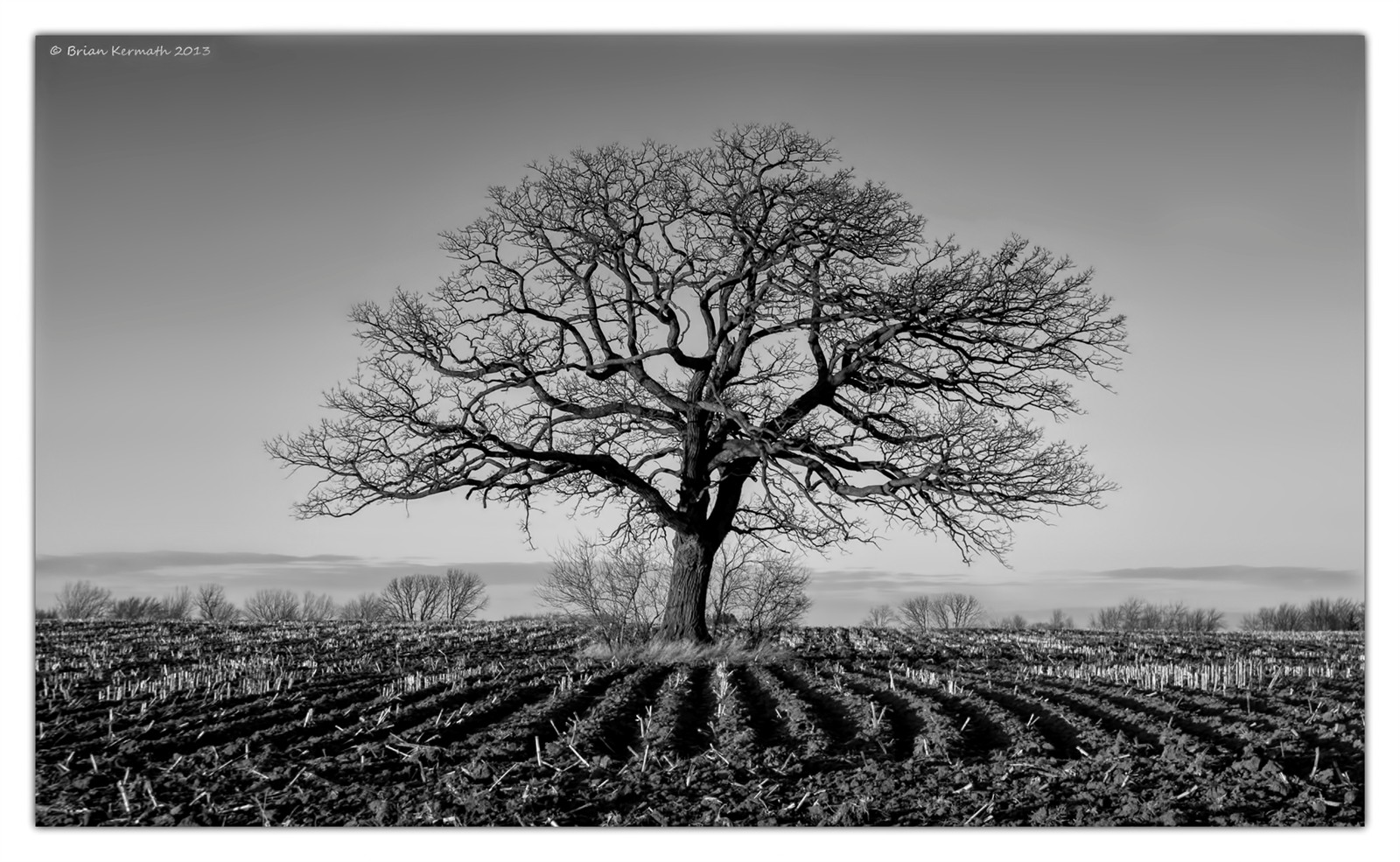 Black and White Oak Tree