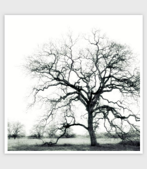 Black and White Oak Tree