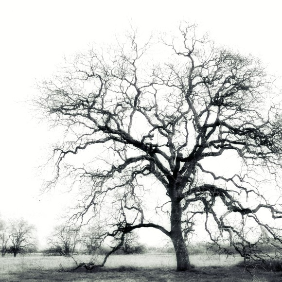 Black and White Oak Trees Winter