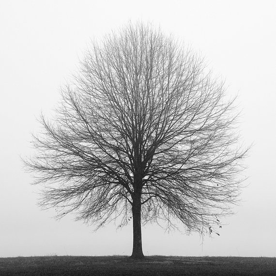 Black and White Photography Trees