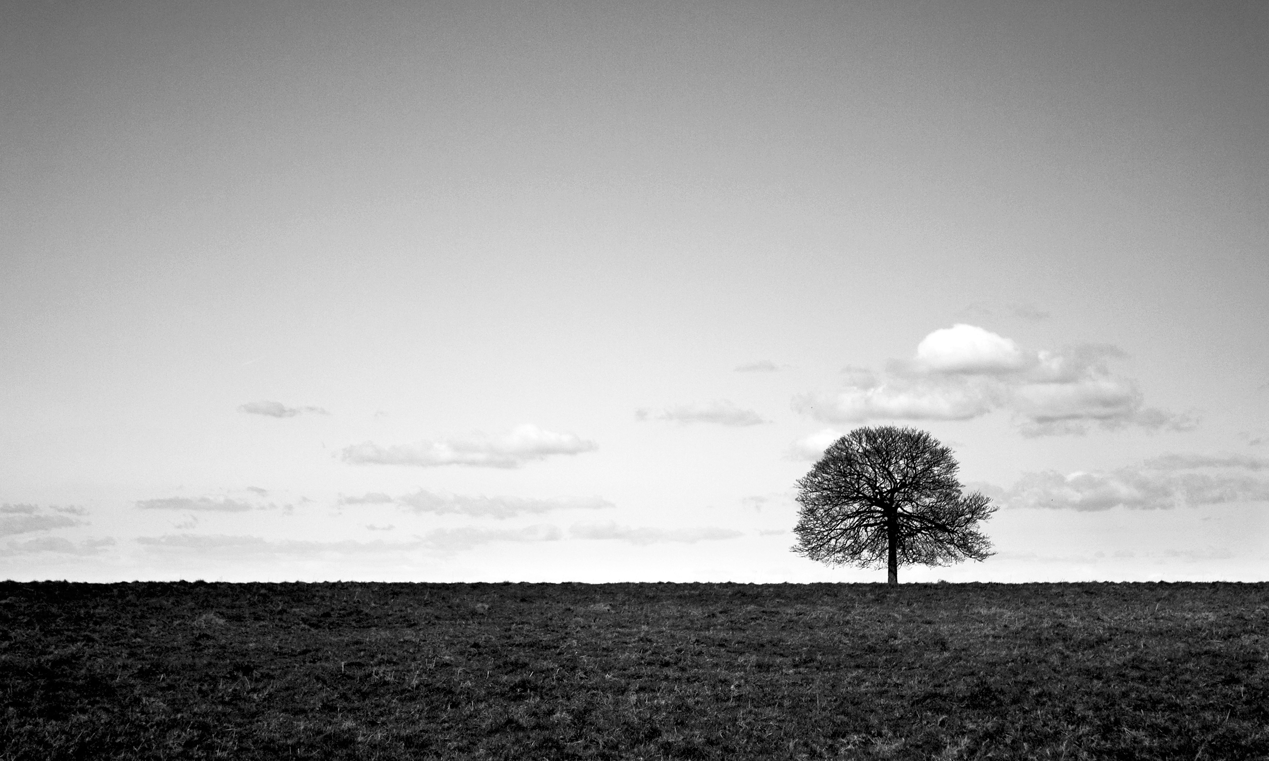 Black and White Tree Landscape