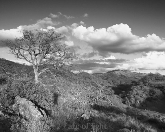 Black and White Walnut Creek