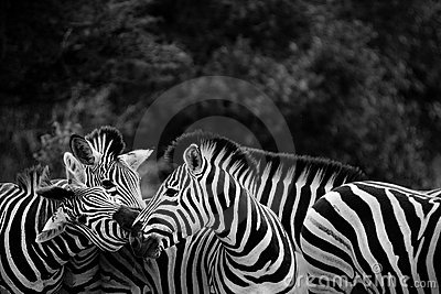 Black and White Zebra