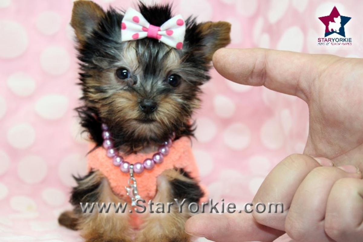 Cute Teacup Yorkie Puppies