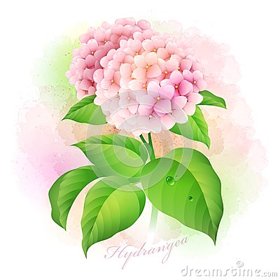 Hydrangea Botanical Illustration