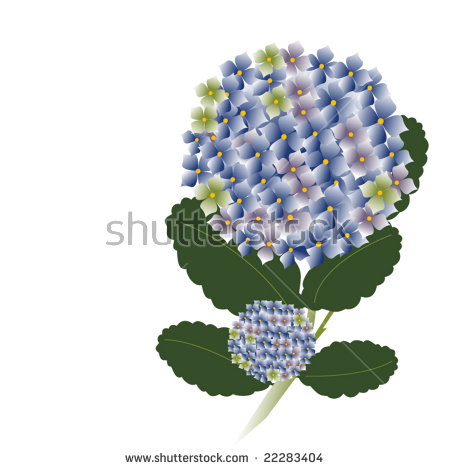 Hydrangea Vector Clip Art