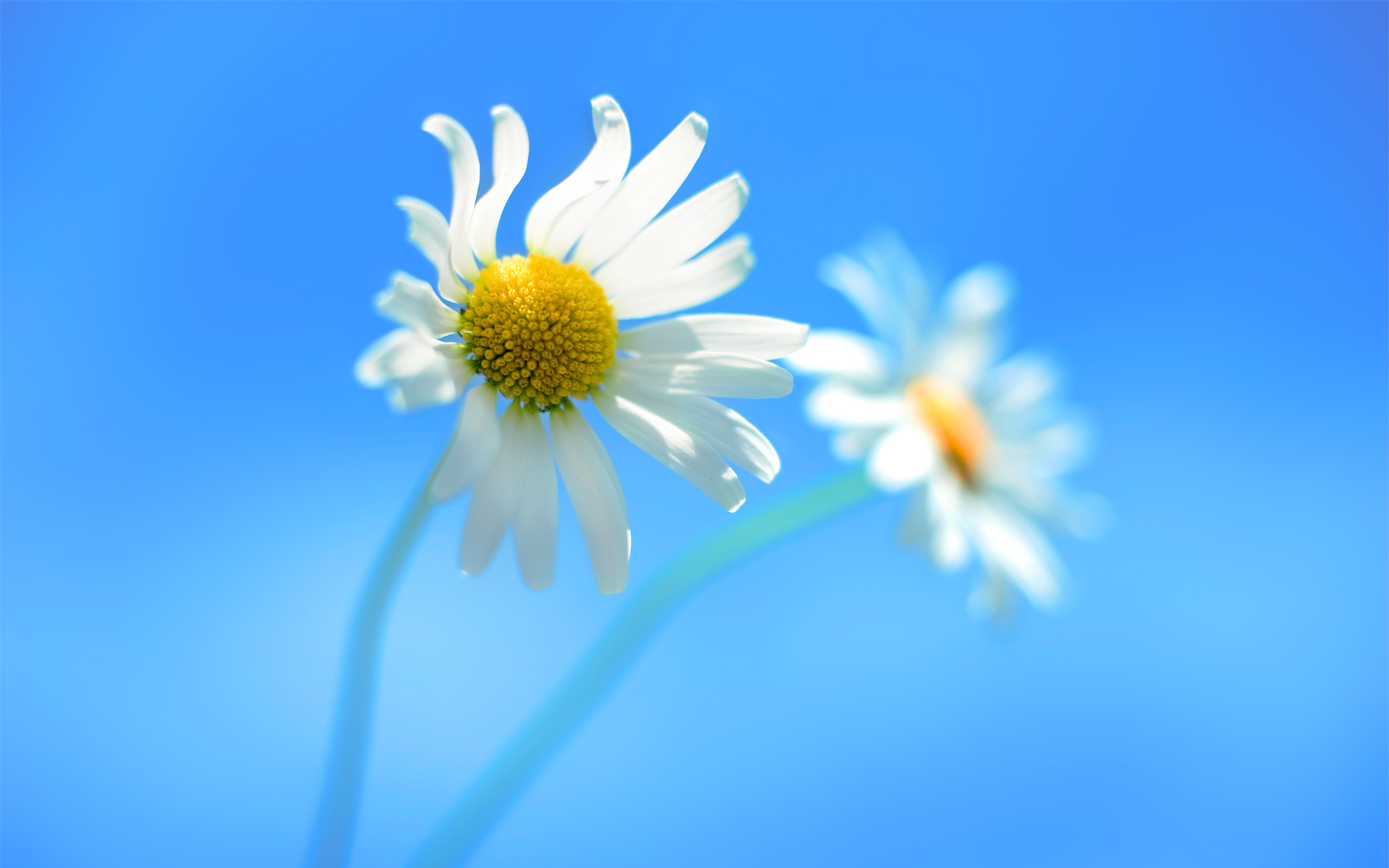 8 Flower Desktop Icon Windows 8 Images