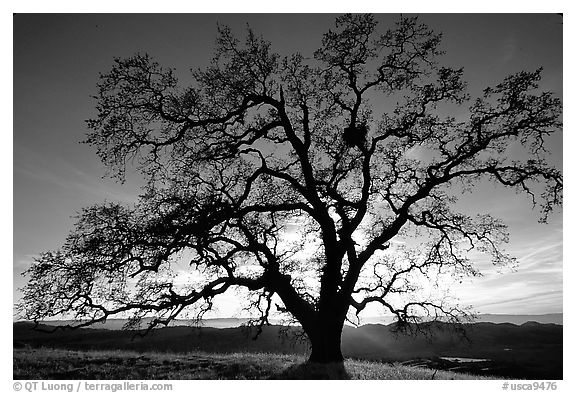 Oak Tree Black and White Photography