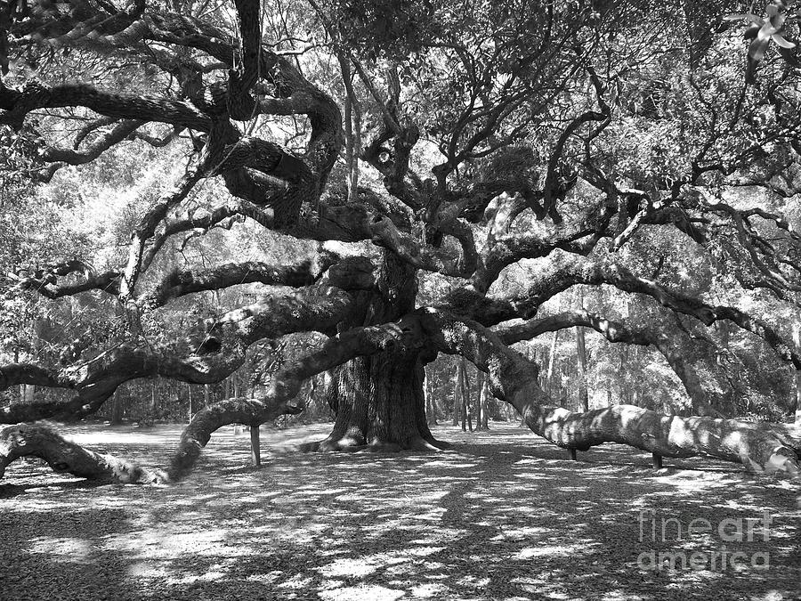 Oak Tree Drawing Black and White