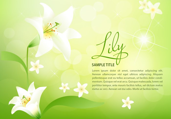 Spring Lily Spring Lily