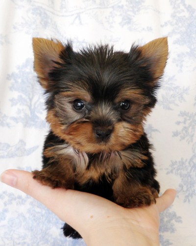 Teacup Dog with Hair Not Fur