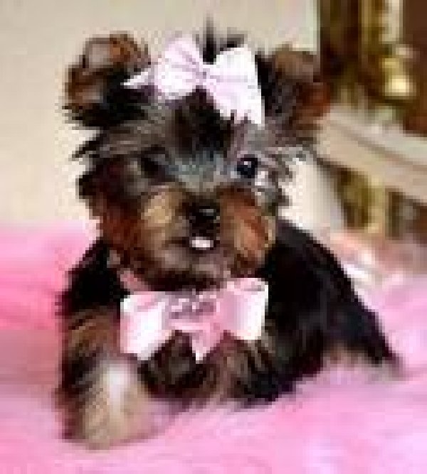 Teacup Yorkie Puppies with Bow