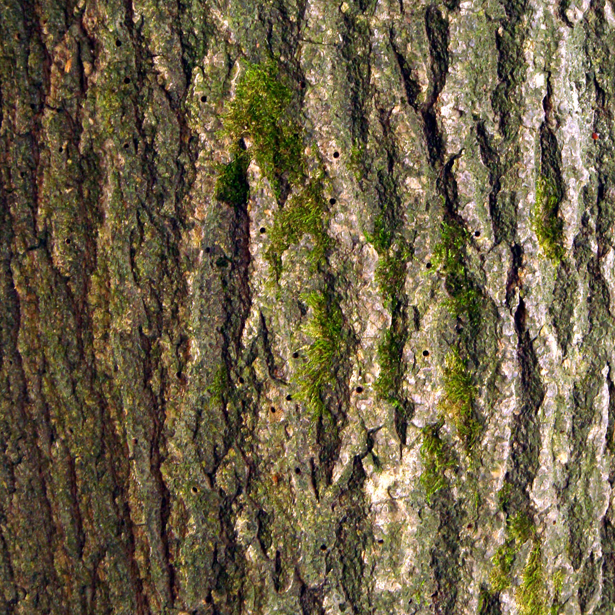 Tree Bark Pattern