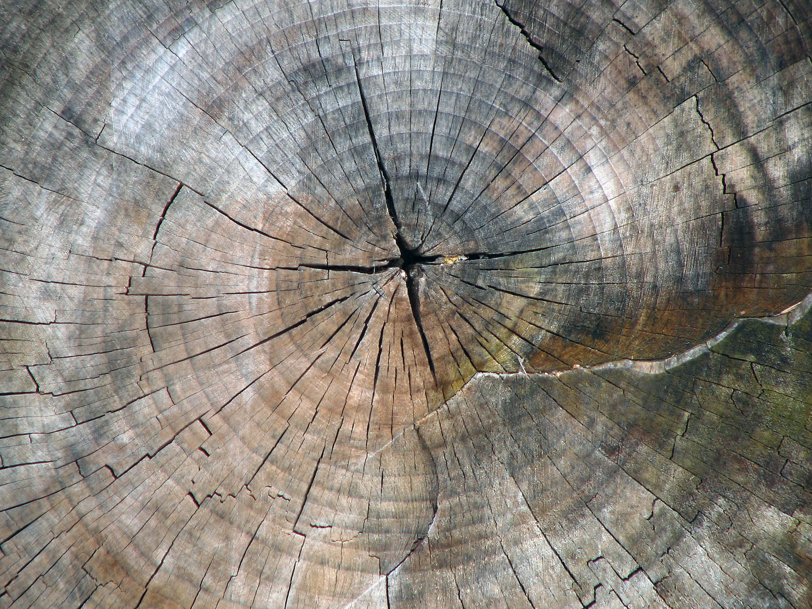 Tree Trunk Wood Grain Patterns