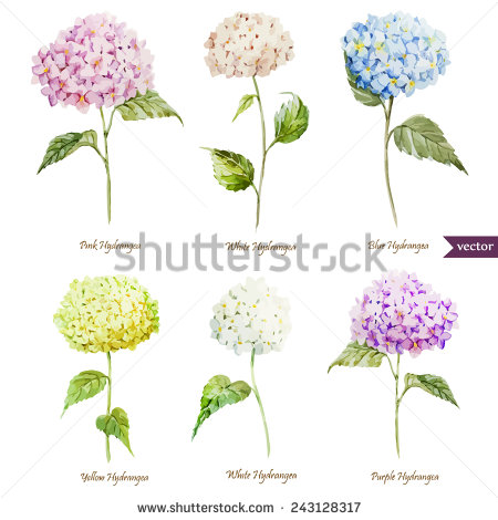 Watercolor Hydrangeas and Flowers PNG