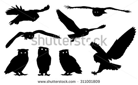 White Owl Silhouette Vector