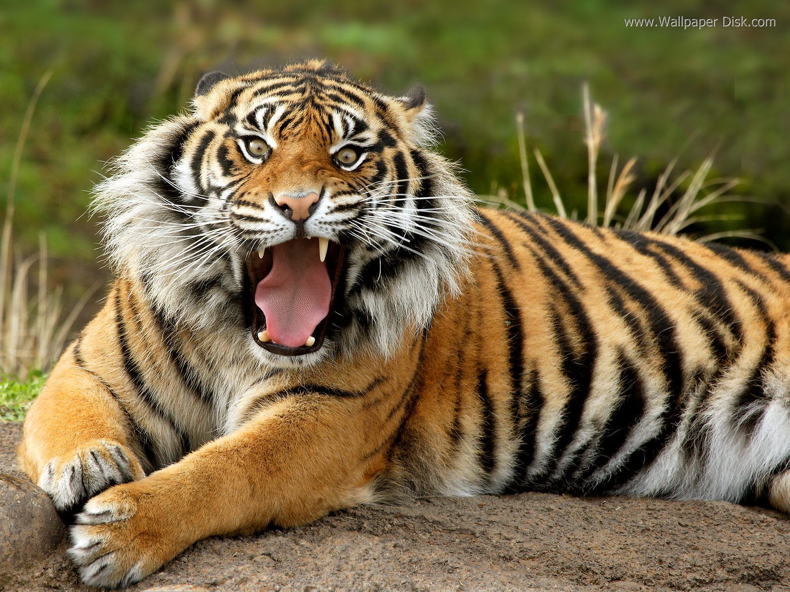 Wild Animals Tiger