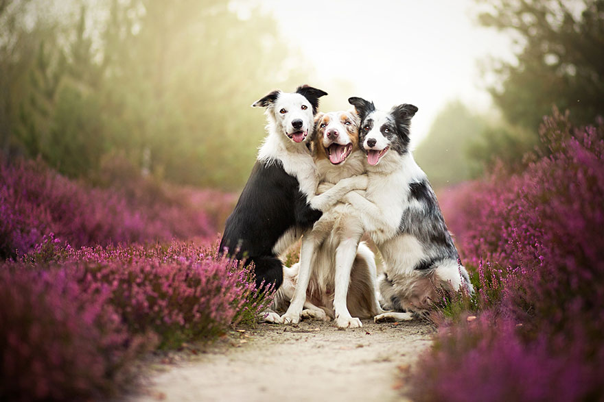 Beautiful Dog Photography