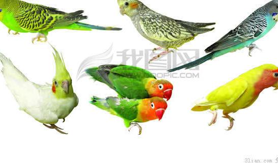 Bird PSD File Free