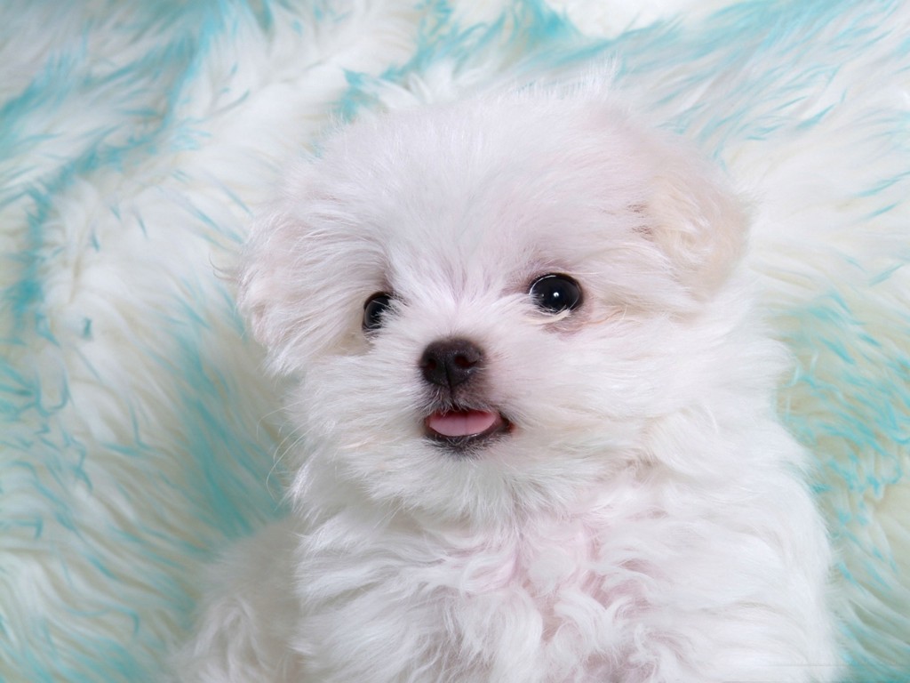 Cute Baby Animals Puppies