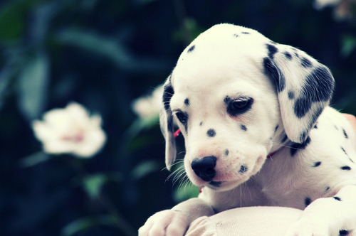 Cute Dalmatian Puppy