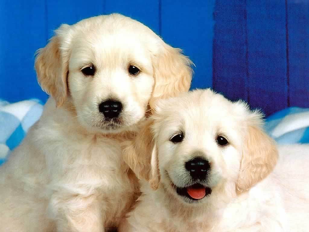 Cute Dogs and Puppies