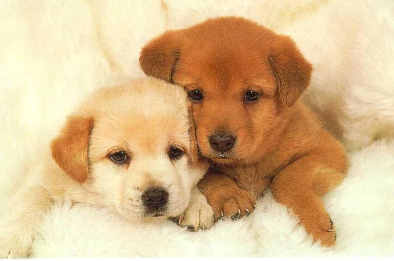 Cute Dogs Pictures Puppies