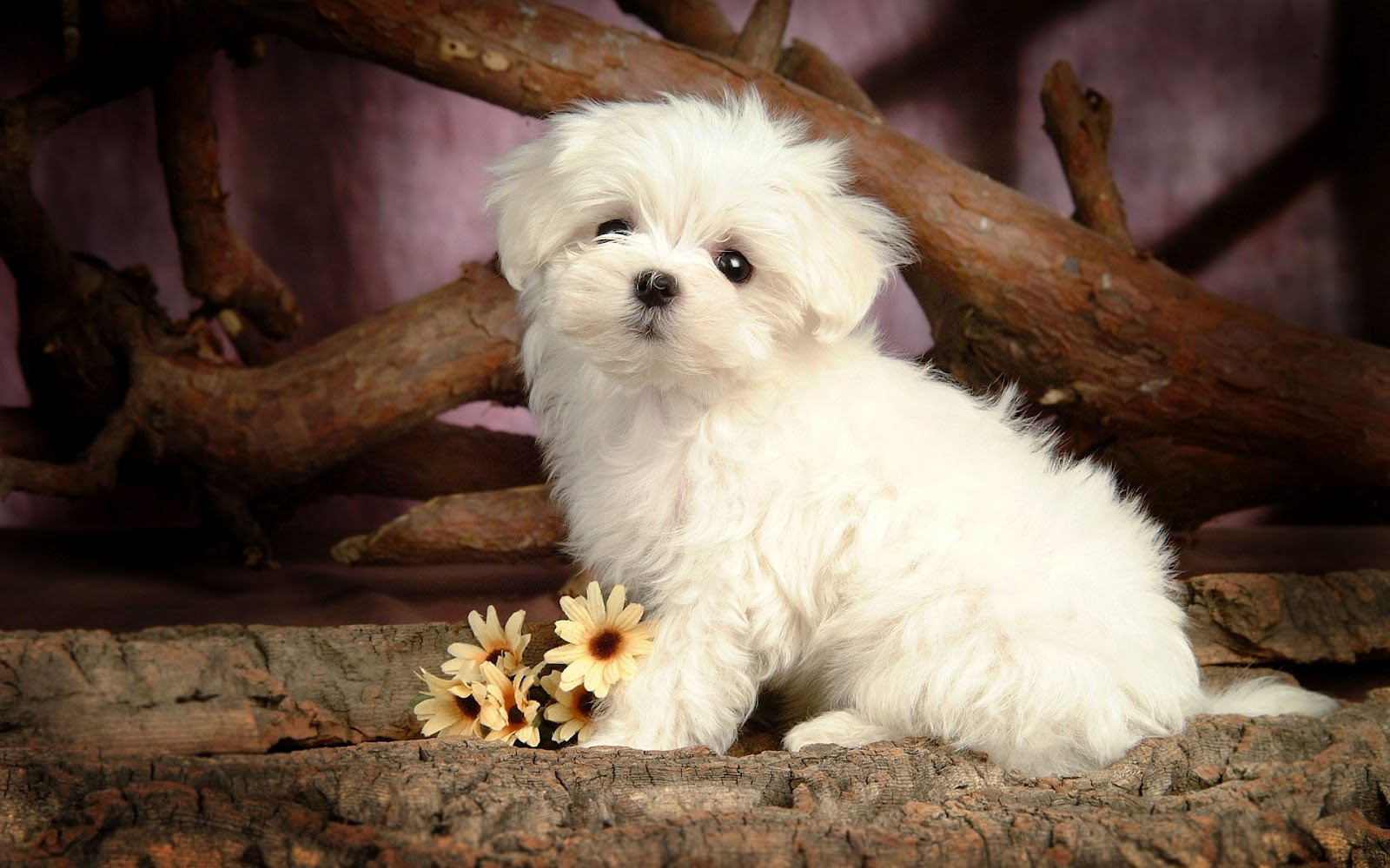 Cute Little Maltese Dog