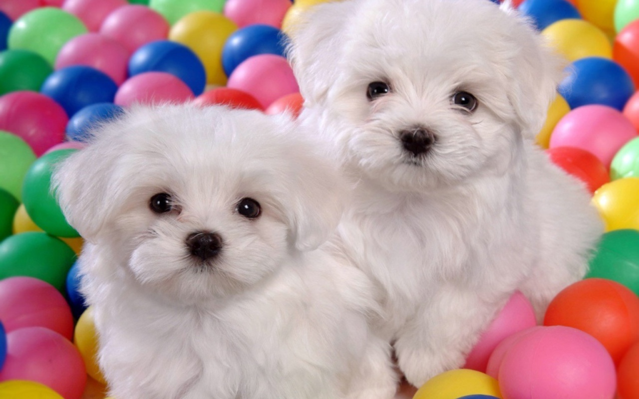 Cute Puppy Dogs