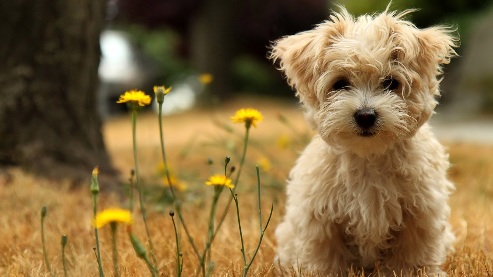 Cute Teddy Bear Dog